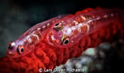 large whip goby 
(Bryaniops amplus) by Lars Oliver Michaelis 